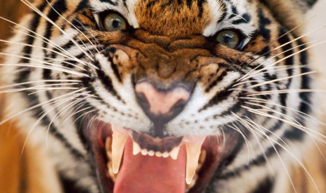 Общий и любовный гороскоп: Тигр-мужчина Рожденные в год тигра мужчина